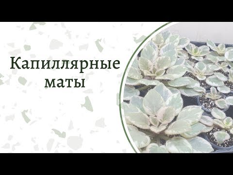 Видео: Капиллярные маты для фиалок ч2