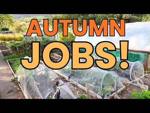 Видео: Посадка чеснока | Осень / Работа осенью | Садоводство на участке в Великобритании