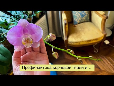 Видео: внезапная ПЕРЕСАДКА из закрытой системы в открытую! 😤🌸🔥