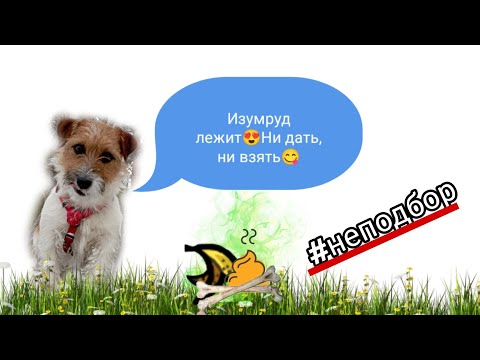 Видео: Что делать, если собака "пылесосит"??|Самый гуманный метод неподбора, без ЭШО и цепочки☝#собаки