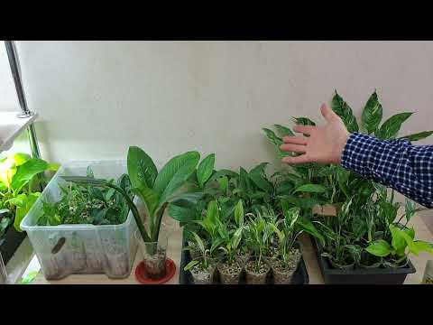 Видео: 8. самый лёгкий способ вырастить спатифиллум t.me/fdob59   vk.com/fdob59