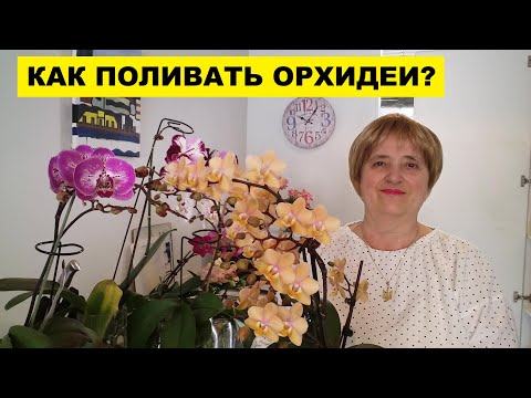 Видео: КАК ПОЛИВАТЬ ОРХИДЕИ..ФАЛЕНОПСИСЫ И КАТЛЕИ..HOW TO WATER AN ORCHID