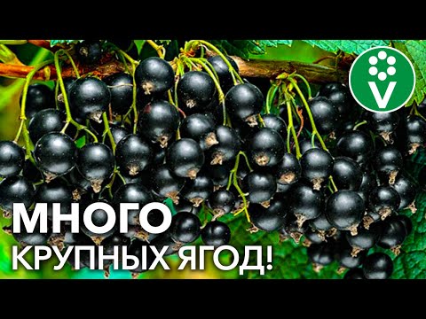 Видео: СМОРОДИНА ЗАСЫПЛЕТ ВАС ЯГОДАМИ С НОГ ДО ГОЛОВЫ, если вы сделаете так