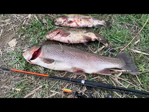 Видео: Իշխանի ձկնորսություն Հայաստանում 2024/Рыбалка на форель в Армении 2024