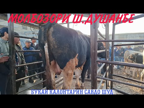 Видео: 😱НАВОРИ ТОЗЗА НАРХИ ТАРОЗУ КИММАТ😱.МОЛБОЗОРИ ЛЕНИНСКИЙ РАЙОН. 22 октября 2025 г