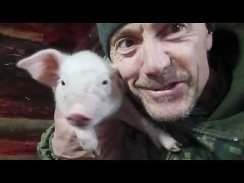 Видео: Побег. Самоволка. В гостях у поросят. И что же там с рекой Иртыш?