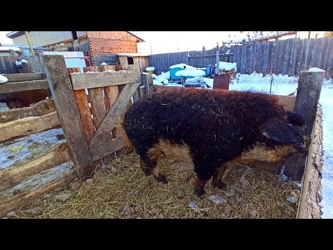 Видео: Венгерская Мангалица, уличное  содержание в загоне, круглый год.