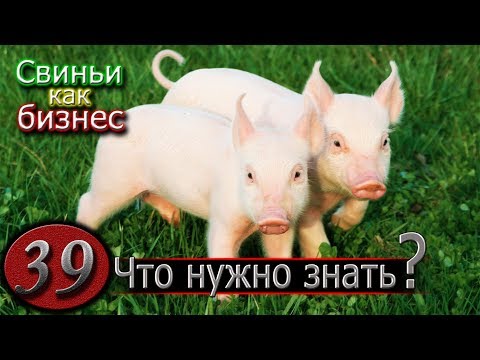 Видео: ПРЕЖДЕ ЧЕМ ЗАВЕСТИ ПОРОСЕНКА...