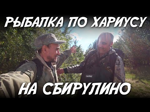 Видео: Рыбалка по хариусу на сбирулино