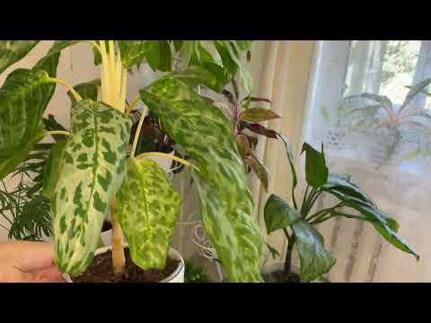 Видео: Неприхотливые комнатные цветы.