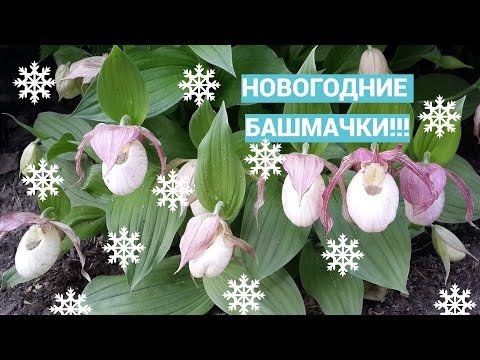 Видео: Венерины башмачки. Новинки и посадка