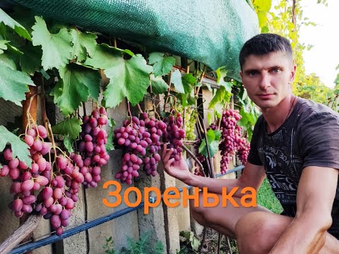 Видео: Зоренька