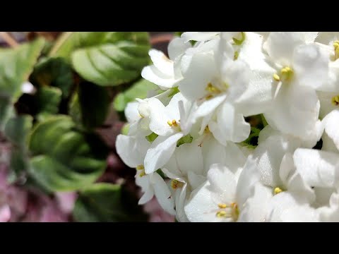 Видео: Фиалки при разном поливе и освещении.