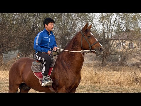Видео: ЖЕҢИЛ КУРЧ АТ АРЗАН ЧЫКТЫ ЧАМДАҢЫЗДАР 💪🏻 #байтв 