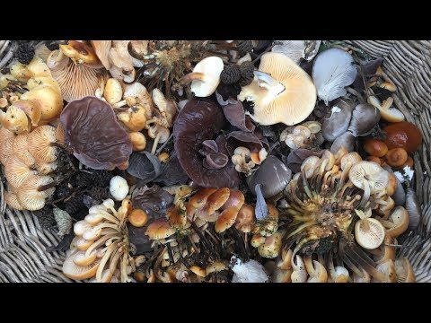 Видео: ПО ГРИБЫ В НОЯБРЕ. Часть 2. Вешенка обыкновенная, Фламмулина, Аурикулярия уховидная (Муер)