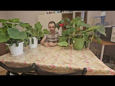 Видео: основные ошибки выращивания,  правила и советы по выращиванию овощей на подоконнике,дома  на стелаже