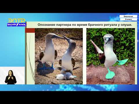 Видео: 9-класс | Биология | Основные движущие силы эволюции видов в природе. Борьба за существование