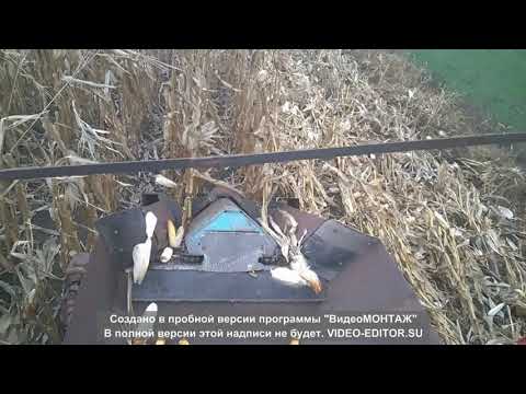 Видео: Уборка кукурузы в качанах."мини Комбайн v1.0"