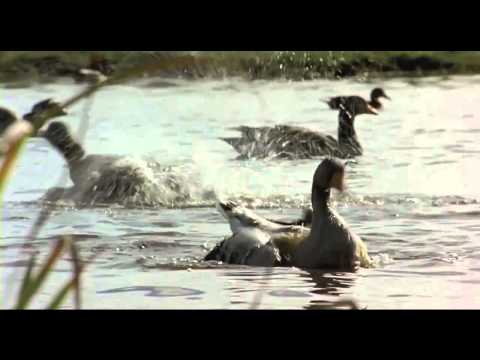 Видео: Дикие гуси душевная песня