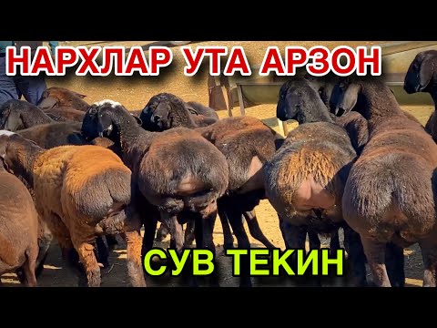 Видео: ТУХЛИ БУГОЗ КУЙЛАР УТА АРЗОН НАРХДА СОТИЛМОКДА! МАНА ЕНДИ ОЛИНГ ДУСТЛАР! 