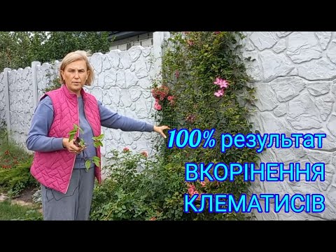 Видео: КЛЕМАТИС🌸Осіннє черенкування.Різні способи #черенкуванняклематису#черенкованиеклематиса#черенкування