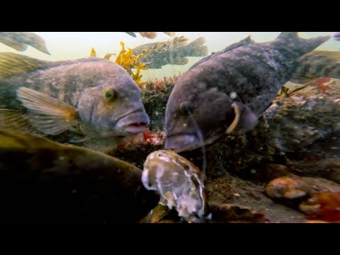 Видео: Подводный Tautog | Тест наживки