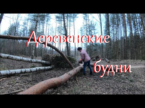 Видео: Будни дровосека. Собираю кору ивы.