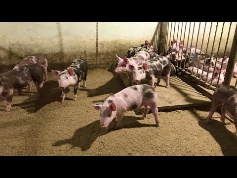 Видео: В гробу я бачів цих свиней. Чи вигідно держать свиней??? Мені ні, а ви як хочете