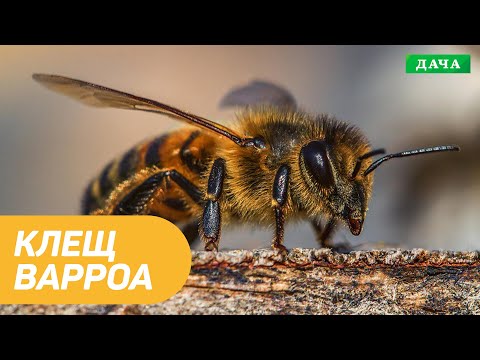 Видео: Борьба с Клещом Варроа. Способы борьбы с Варроа. Моя Пасека.