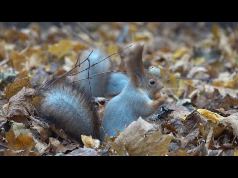 Видео: Осень. Белки. Зарисовка / Autumn. Squirrels. Sketch