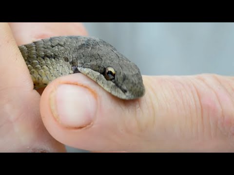Видео: На поиски медянки, продолжение.  Укус медянки.