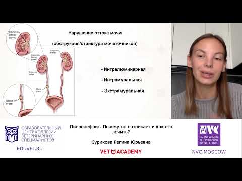 Видео: Пиелонефрит. Почему он возникает и как его лечить - Сурикова Регина