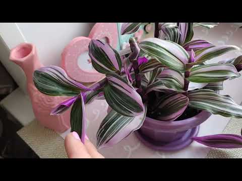 Видео: Отчёт по укоренению. Руэллия Портелла. Пара новинок. #будницветовода