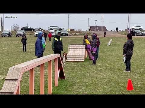 Видео: ФАНДОГС ОКД сдача испытаний Харрис аусси