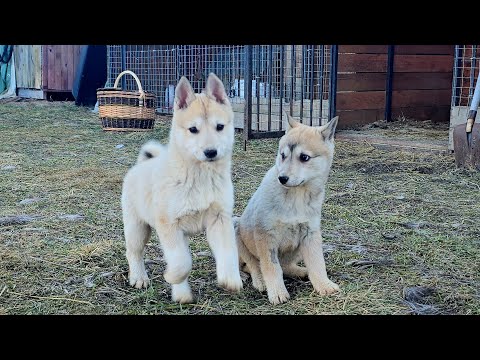 Видео: Покой мне только снится