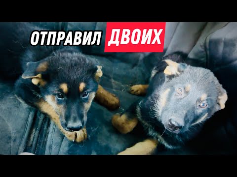 Видео: У ЩЕНКОВ СТРЕСС