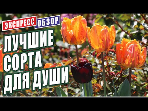 Видео: ТЮЛЬПАНЫ. ЛУЧШИЕ СОРТА ДЛЯ ДУШИ В ВЕСЕННЕМ САДУ.