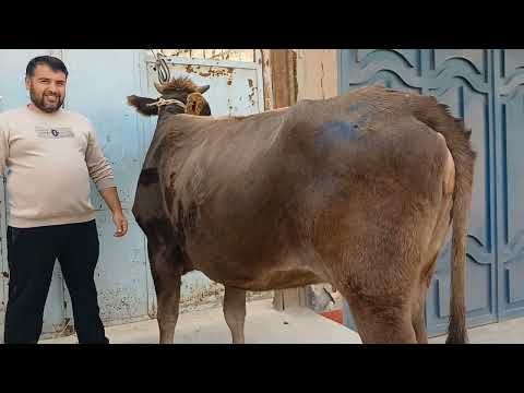 Видео: Фурухта шуд 