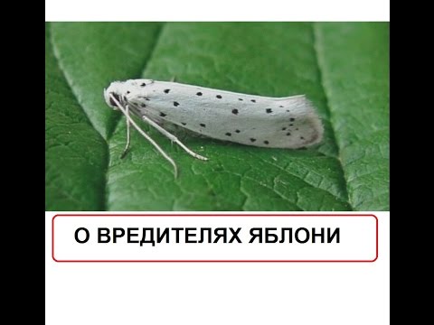 Видео: Вредители яблони