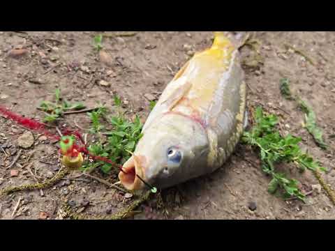 Видео: Fishing in Israel at privet lake. Рыбалка в Израиле на частном озере.  20.05.2023