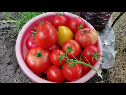 Видео: Огородные работы 23 августа собираю вкусный урожай! Все растет как надо! 