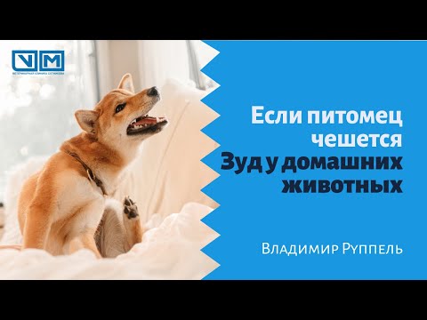 Видео: Если питомец чешется. Зуд у домашних животных