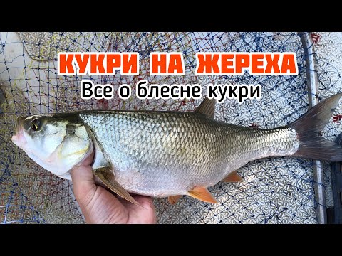 Видео: КУКРИ НА ЖЕРЕХА | ВСЕ О БЛЕСНЕ КУКРИ