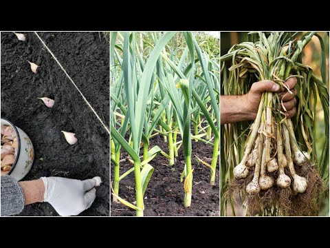 Видео: Как вырастить чеснок от посадки до сбора урожая || Полный цикл