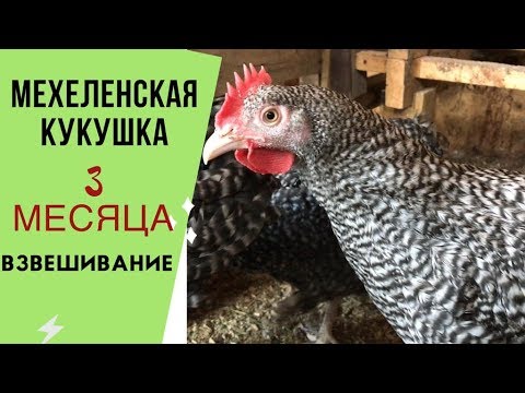 Видео: Мехеленская кукушка ( Малин) 3 месяца .