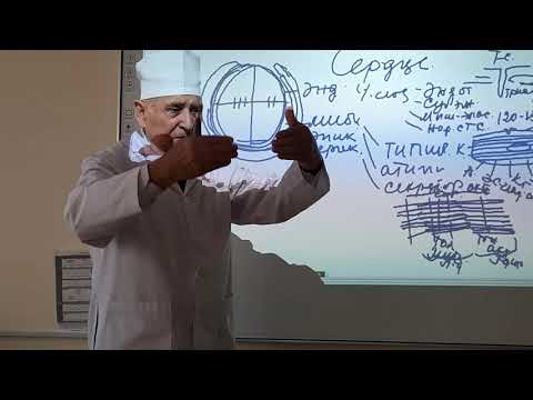 Видео: Гистология. ССС. Сердце (2-часть). Садриддинов А.Ф. #tashpmi #ТашПМИ