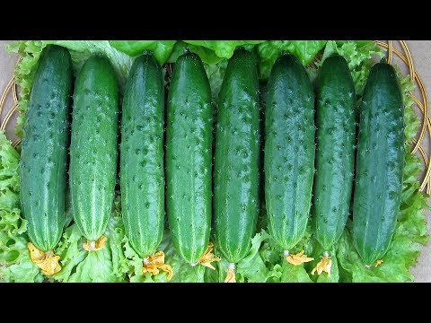 Видео: Самые вкусные огурчики  Выбираем салатные сорта!