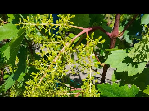 Видео: Чи впливає на запилення загущеність листя?