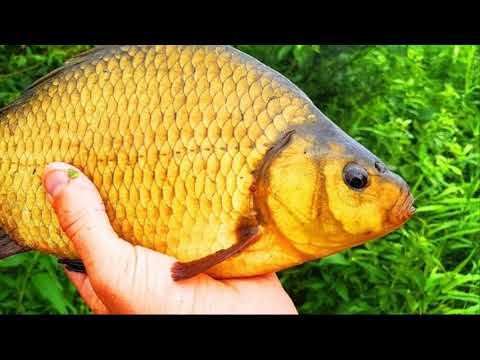 Видео: 🐟 КАК ПОЙМАТЬ ЗОЛОТОГО КАРАСЯ?