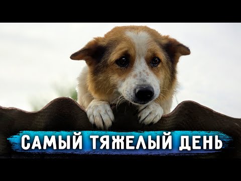 Видео: Самый тяжелый день на участке! Работали впятером весь день, наняла рабочих. Мая, Томас, Рей с нами.